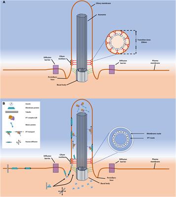 Deciphering vesicle-assisted transport mechanisms in cytoplasm to cilium trafficking